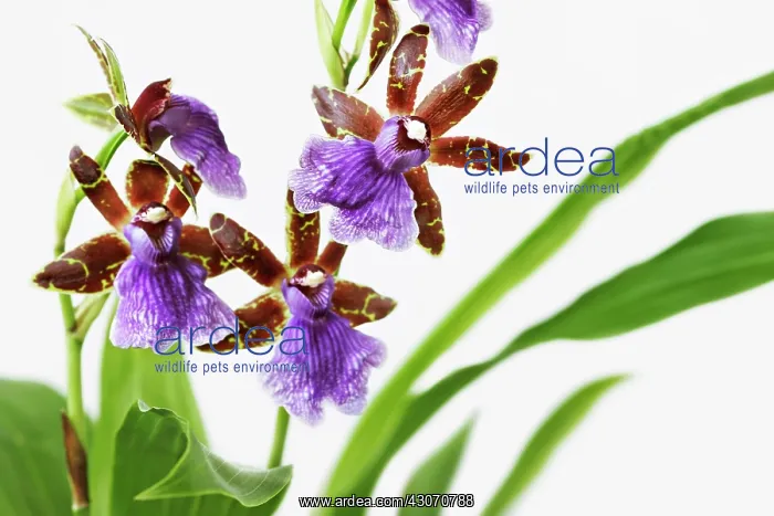 : Orchid, Zygopetalum : Orchid, Zygopetalum