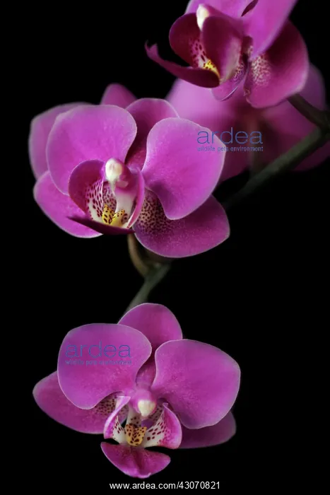 : Orchid, Moth orchid, Phalaenopsis : Orchid, Moth orchid, Phalaenopsis