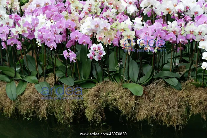 : Orchid, Moth orchid, Phalaenopsis : Orchid, Moth orchid, Phalaenopsis