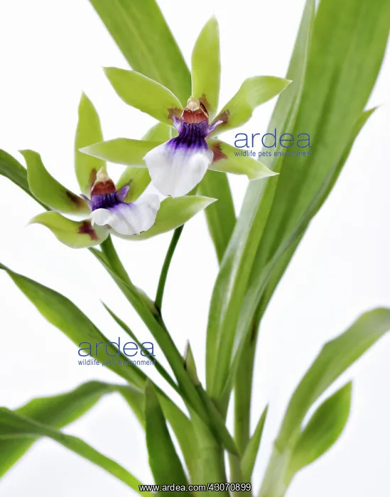 : Orchid, Zygoneria adelaide meadows Green Goddess : Orchid, Zygoneria adelaide meadows Green Goddess