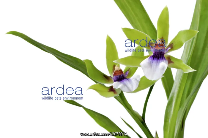 : Orchid, Zygoneria adelaide meadows Green Goddess : Orchid, Zygoneria adelaide meadows Green Goddess