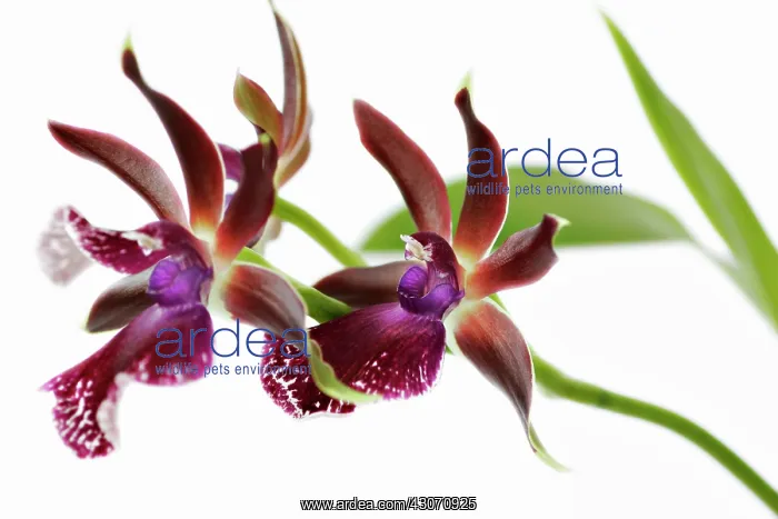 : Orchid, Zygopetalum : Orchid, Zygopetalum
