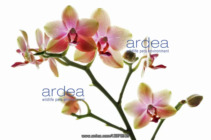 : Orchid, Moth orchid, Phalaenopsis : Orchid, Moth orchid, Phalaenopsis