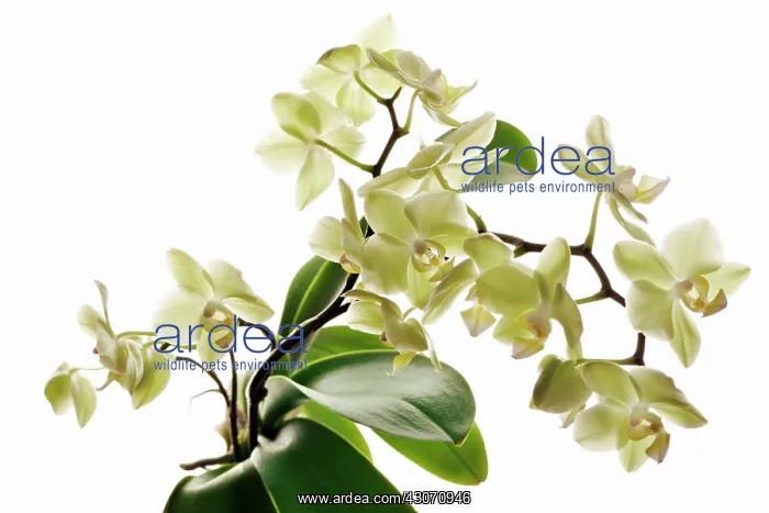 : Orchid, Moth orchid, Phalaenopsis : Orchid, Moth orchid, Phalaenopsis