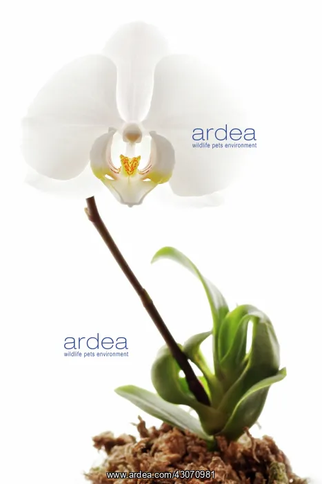 : Orchid, Moth orchid, Phalaenopsis : Orchid, Moth orchid, Phalaenopsis
