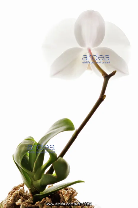 : Orchid, Moth orchid, Phalaenopsis : Orchid, Moth orchid, Phalaenopsis