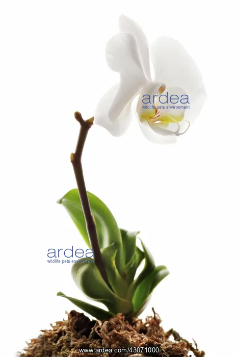 : Orchid, Moth orchid, Phalaenopsis : Orchid, Moth orchid, Phalaenopsis