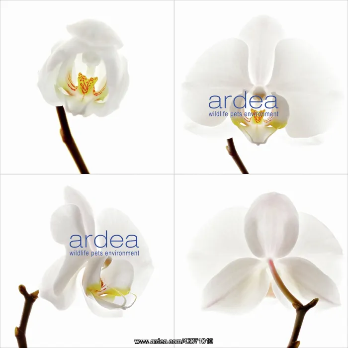 : Orchid, Moth orchid, Phalaenopsis : Orchid, Moth orchid, Phalaenopsis