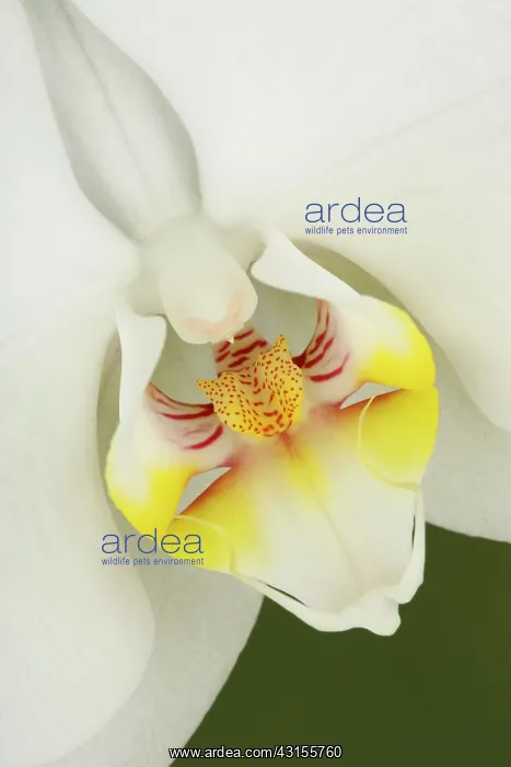 : Orchid. Close-up of an Orchid (Phalaenopsis grandiflora Ikaria), The Netherlands : Orchid. Close-up of an Orchid (Phalaenopsis grandiflora Ikaria), The Netherlands