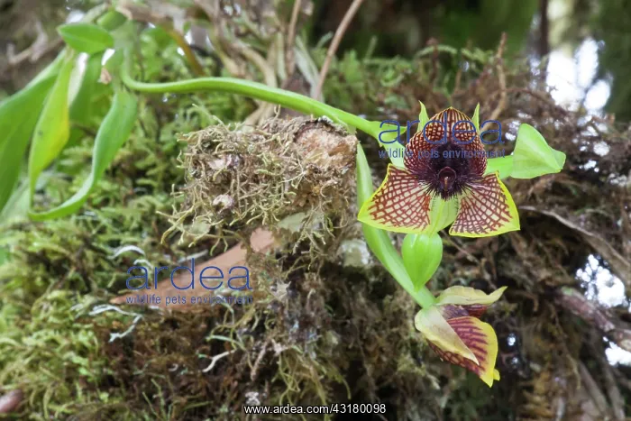 : Orchid (Telipogon species) : Orchid (Telipogon species)