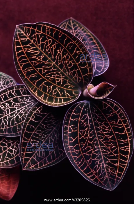 : Orchid : Orchid