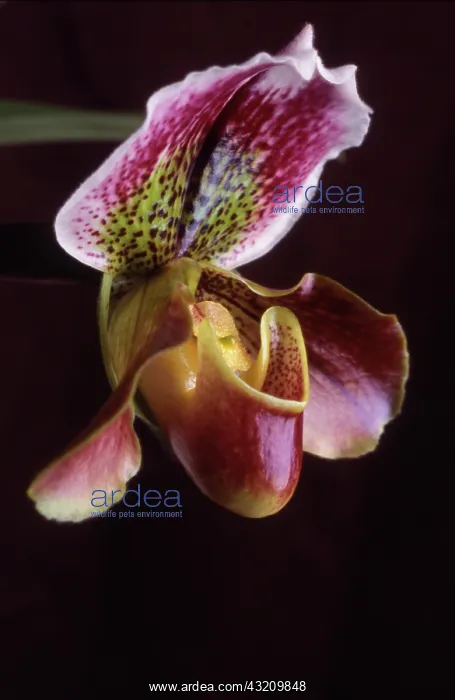 : Orchid, Paphiopedilum : Orchid, Paphiopedilum