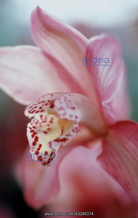 : Orchid, Cymbidium : Orchid, Cymbidium
