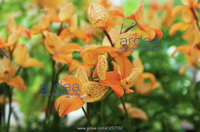 : Orchid, Disa kewensis : Orchid, Disa kewensis