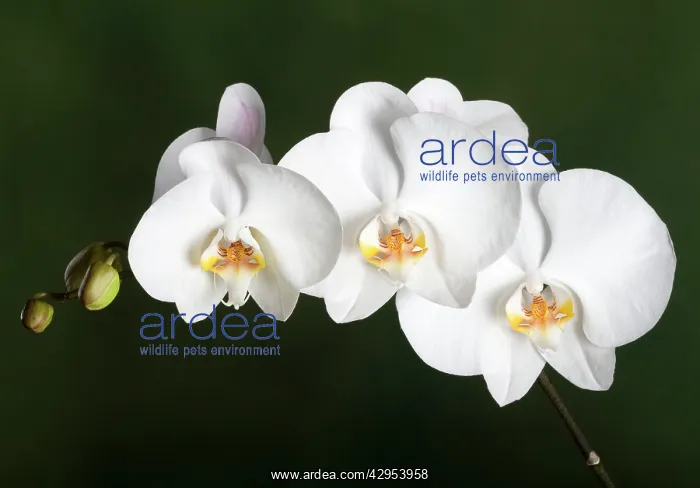 : Orchid - Asia : Orchid - Asia