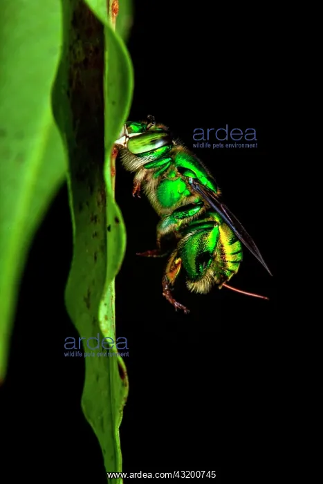 : Orchid bee (Euglossa sp) on a leaf, Montagne des : Orchid bee (Euglossa sp) on a leaf, Montagne des