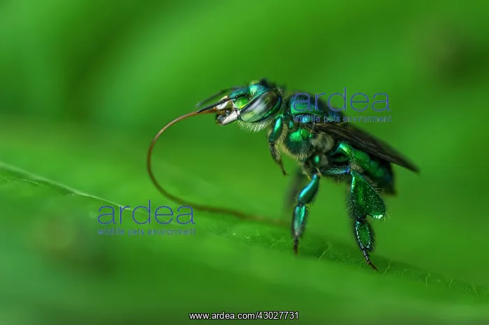 : Orchid Bee / Euglossine bee, Rio Claro Reserve : Orchid Bee / Euglossine bee, Rio Claro Reserve