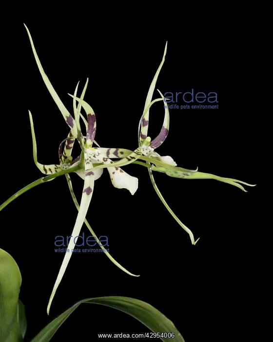 : Orchid - Brassia : Orchid - Brassia