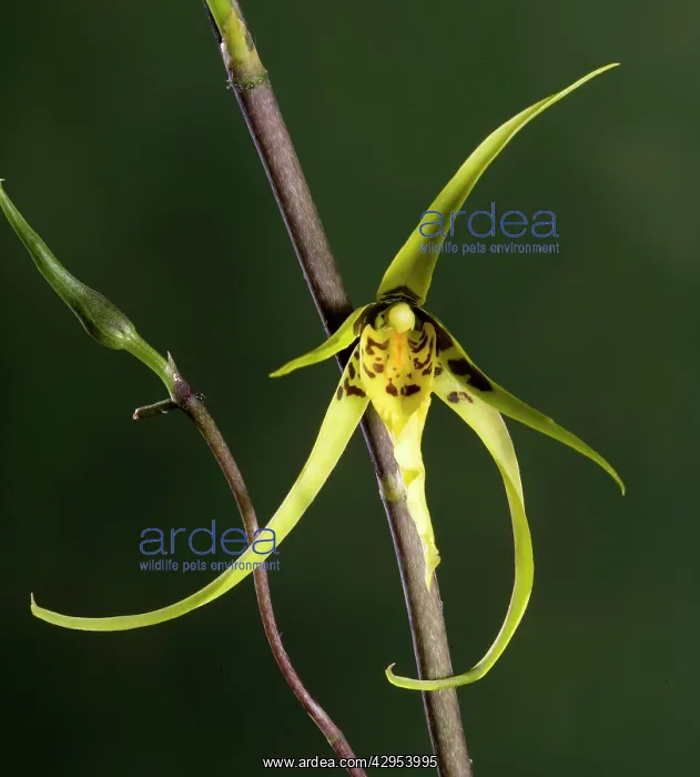 : Orchid - Brassia Orchid : Orchid - Brassia Orchid