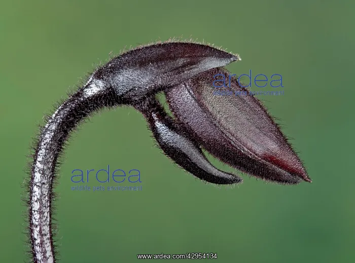 : Orchid - bud : Orchid - bud