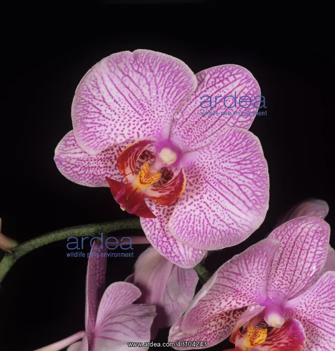  : Orchid Cambria flower