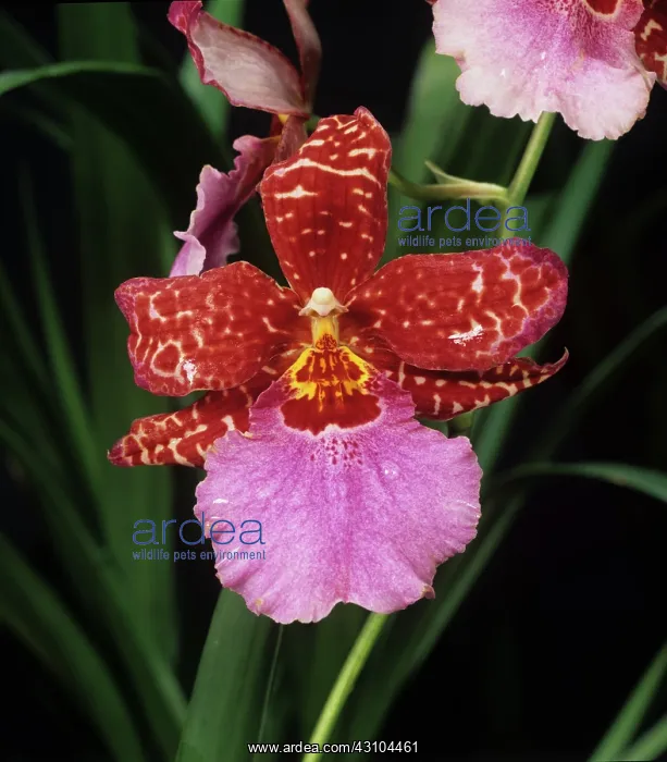 : Orchid Cambria flower : Orchid Cambria flower