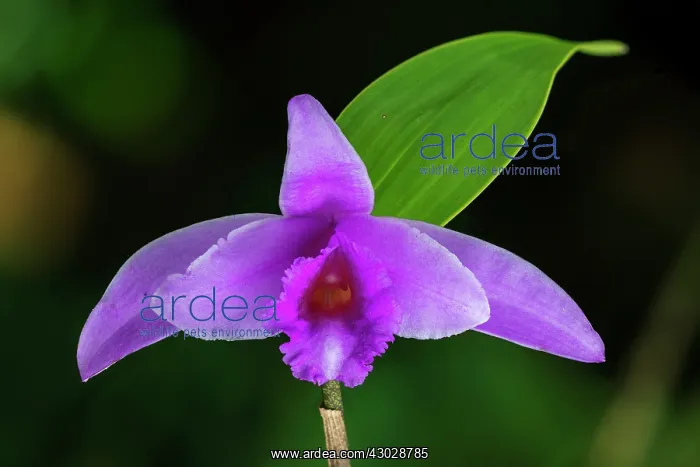 : orchid, Cano Cristales, Serrania de Macarena National : orchid, Cano Cristales, Serrania de Macarena National