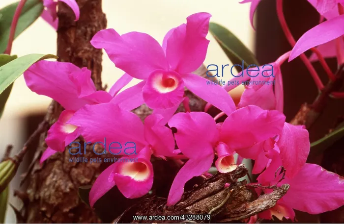 : ORCHID - Cattelya. (Epiphytic) : ORCHID - Cattelya. (Epiphytic)