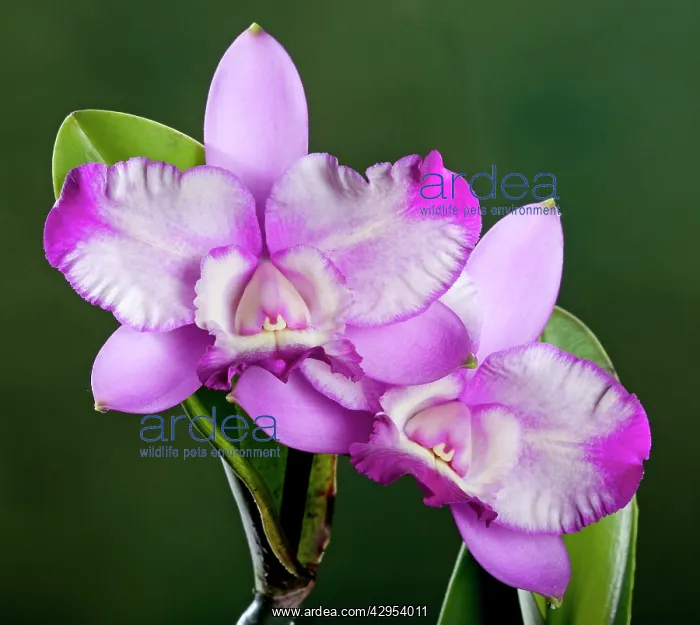 : Orchid - Cattleya : Orchid - Cattleya