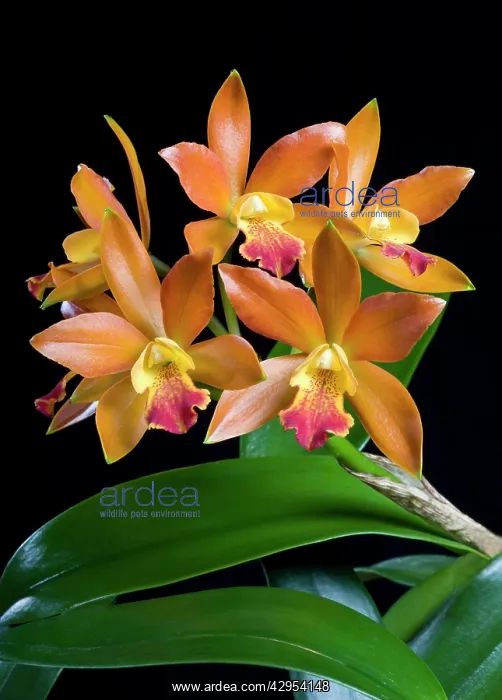 : Orchid - Cattleya : Orchid - Cattleya
