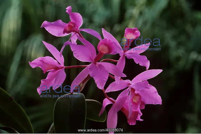 : ORCHID - Cattleya. (Epiphytic) : ORCHID - Cattleya. (Epiphytic)