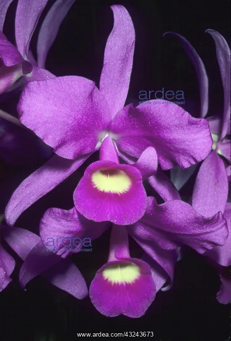 : Orchid, (Cattleya skinneri), national flower : Orchid, (Cattleya skinneri), national flower