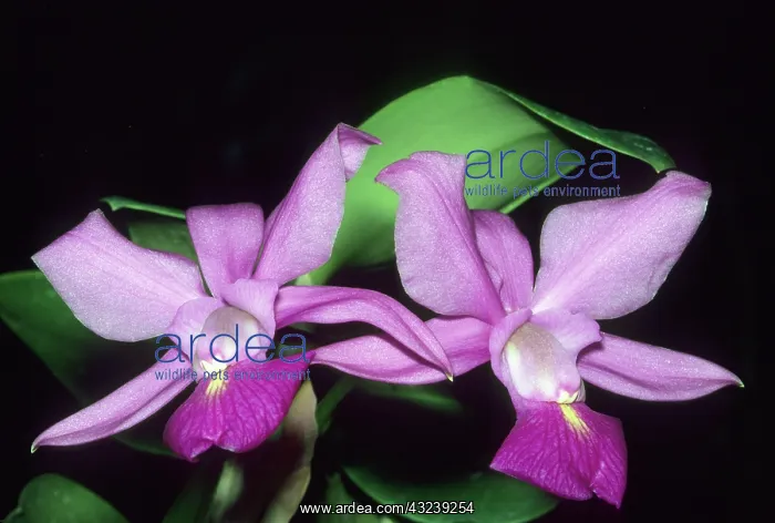 : Orchid, (Cattleya walkeriana), Brazil : Orchid, (Cattleya walkeriana), Brazil