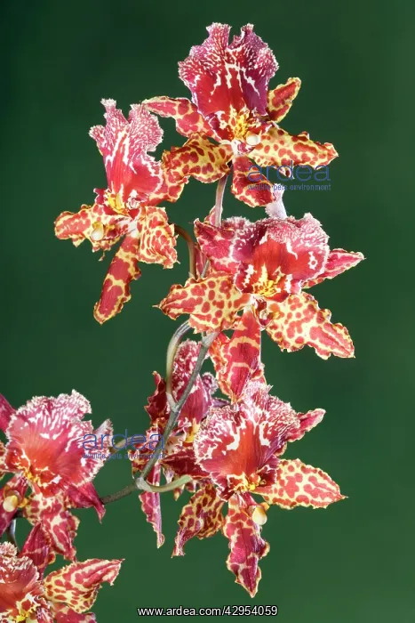 : Orchid - Colmanara Wild Cat Orchid : Orchid - Colmanara Wild Cat Orchid