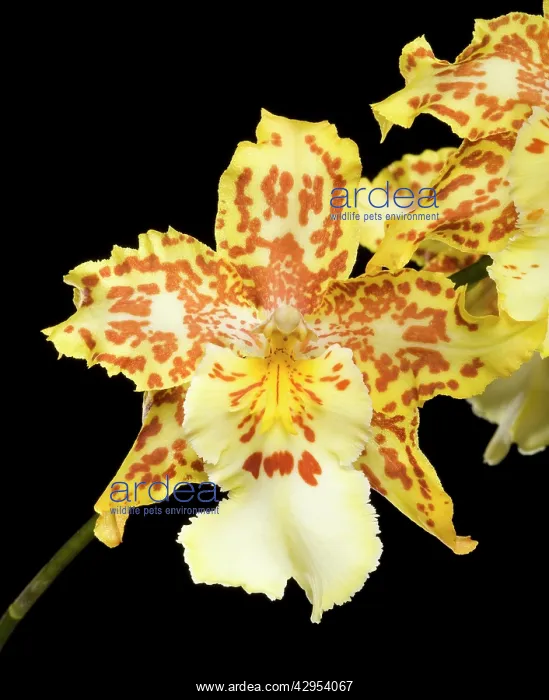 : Orchid - Colmanara Wild Cat Orchid : Orchid - Colmanara Wild Cat Orchid