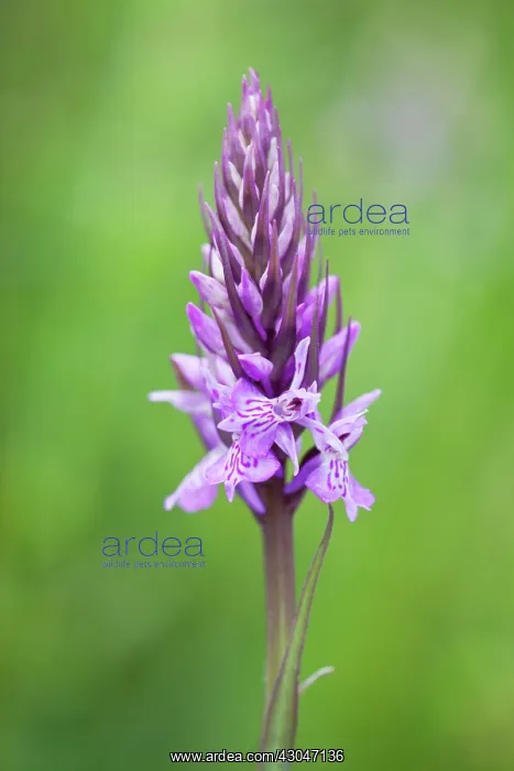 : Orchid, Common spotted orchid : Orchid, Common spotted orchid