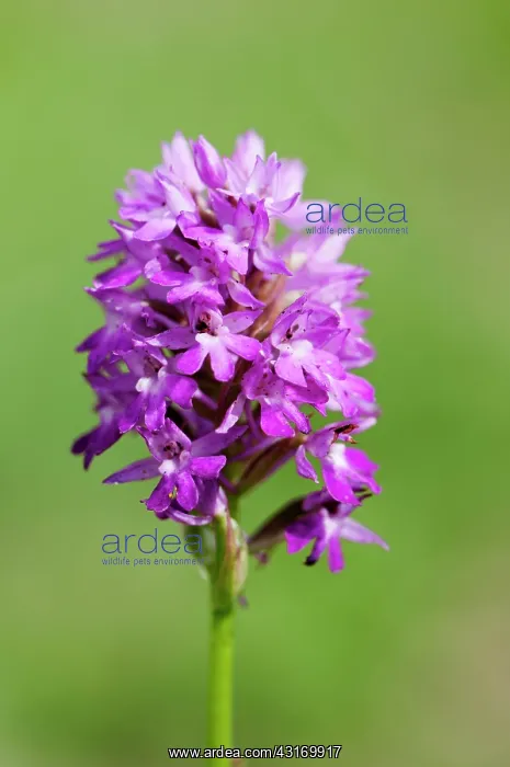 : Orchid, Common spotted orchid, Dactylorhiza fuchsii, Purple : Orchid, Common spotted orchid, Dactylorhiza fuchsii, Purple