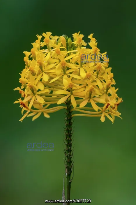 : Orchid, Cueva de los Guacharos National Park / Cave : Orchid, Cueva de los Guacharos National Park / Cave