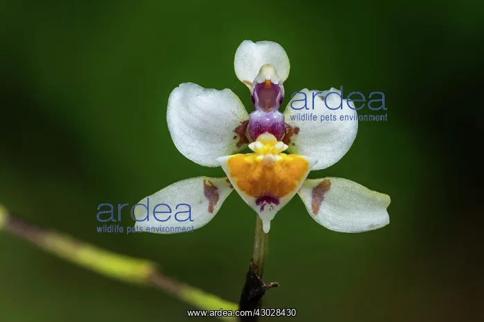 : Orchid, Cueva de los Guacharos National Park / Cave : Orchid, Cueva de los Guacharos National Park / Cave