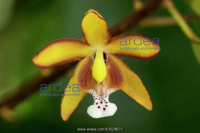 : Orchid, Cueva de los Guacharos National Park / Cave : Orchid, Cueva de los Guacharos National Park / Cave