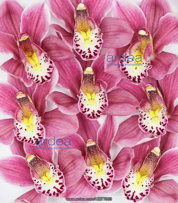 : Orchid, Cymbidium cultivar, Pink subject : Orchid, Cymbidium cultivar, Pink subject