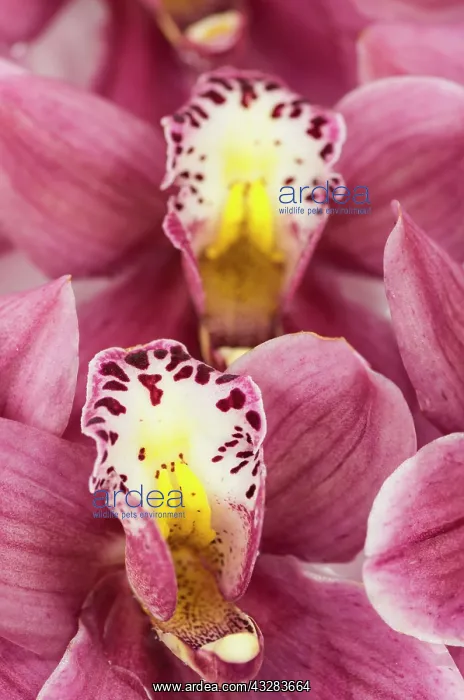  : Orchid, Cymbidium cultivar, Pink subject