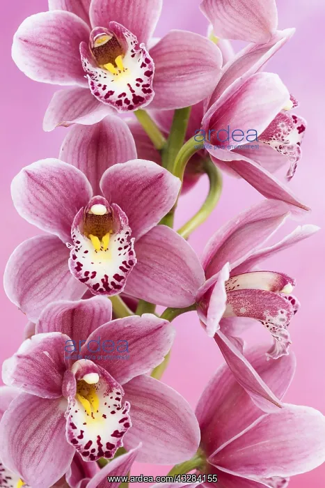 : Orchid, Cymbidium cultivar, Pink subject : Orchid, Cymbidium cultivar, Pink subject