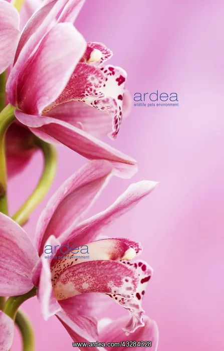  : Orchid, Cymbidium cultivar, Pink subject