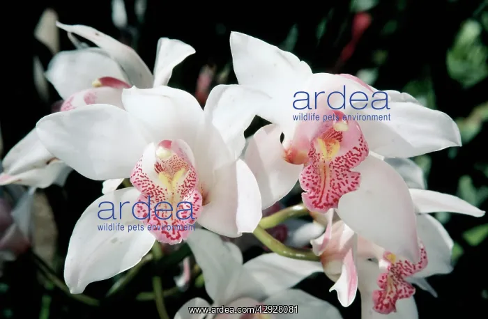  : ORCHID - CYMBIDIUM Monterey Hills