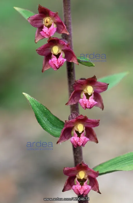 : ORCHID - Dark Red Helleborine : ORCHID - Dark Red Helleborine