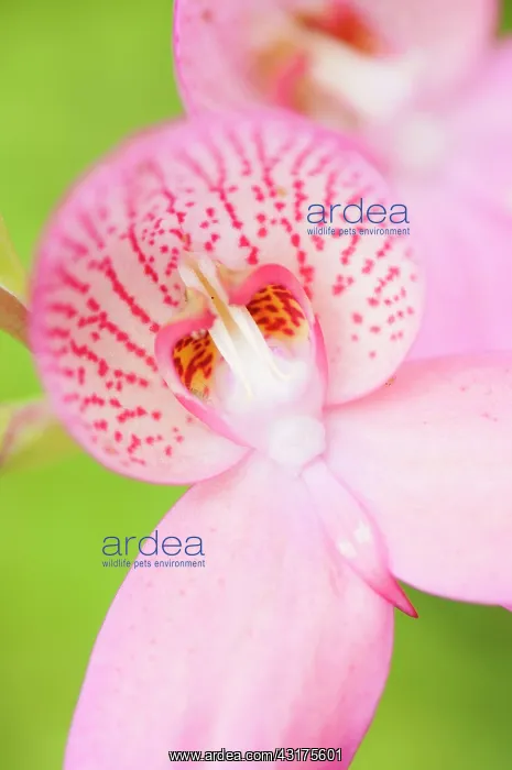 : Orchid, Disa orchid, Disa x watsonii orchidae disa x watsoni : Orchid, Disa orchid, Disa x watsonii orchidae disa x watsoni