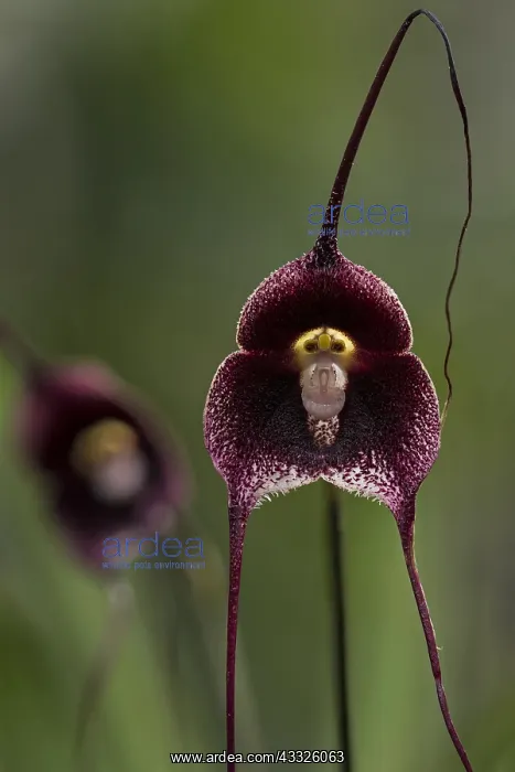 : Orchid (Dracula benedictii) Parque Nacional Natural : Orchid (Dracula benedictii) Parque Nacional Natural