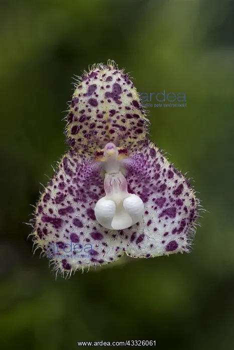 : Orchid (Dracula vespertilio) Parque Nacional Natural : Orchid (Dracula vespertilio) Parque Nacional Natural