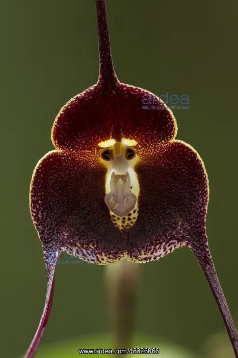: Orchid (Dracula vinacea) Parque Nacional Natural : Orchid (Dracula vinacea) Parque Nacional Natural